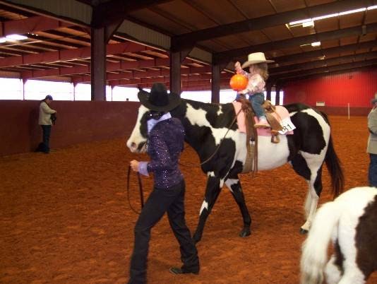 C and M Horses | 856 Bones Chapel Rd, Whitesboro, TX 76273, USA | Phone: (903) 815-2042