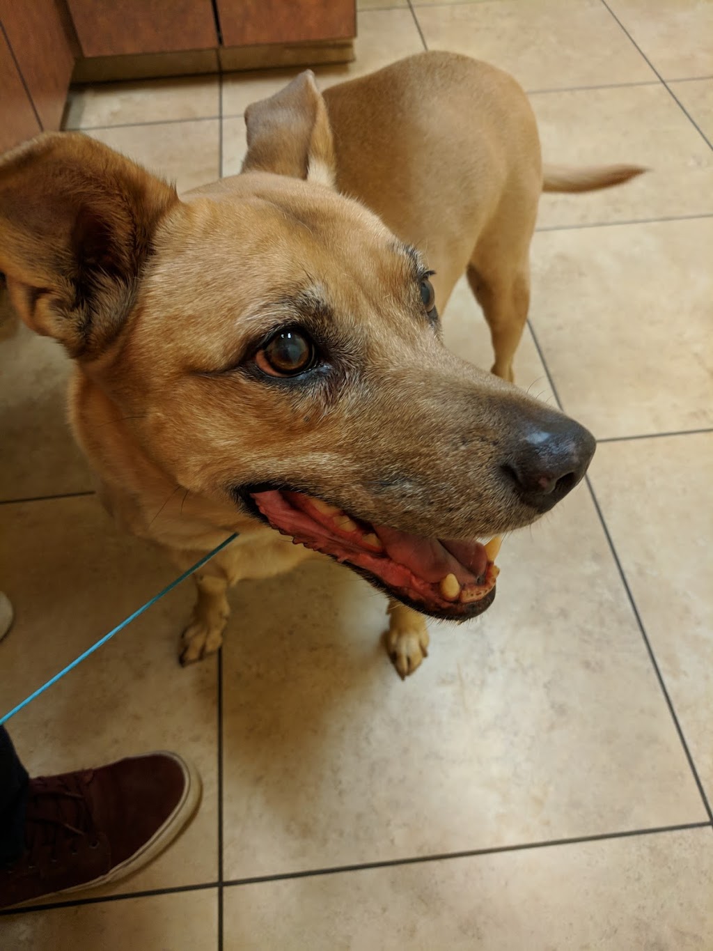 North Kenilworth Veterinary Care | 342 W McDowell Rd, Phoenix, AZ 85003, USA | Phone: (602) 374-3091