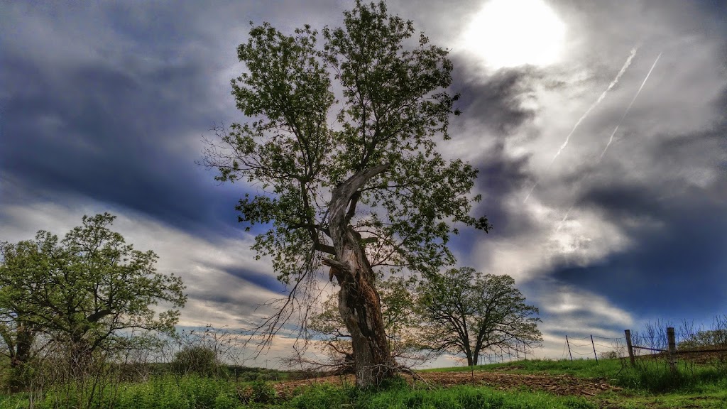 Barneveld Prairie | County Highway T, Barneveld, WI 53507, USA | Phone: (608) 924-8881