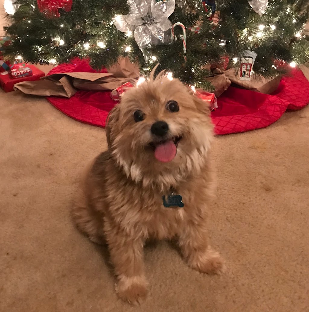 Parker Sitting - North Texas Dog Sitter | 1418 Feather Crest Dr, Krum, TX 76249, USA | Phone: (940) 255-1675