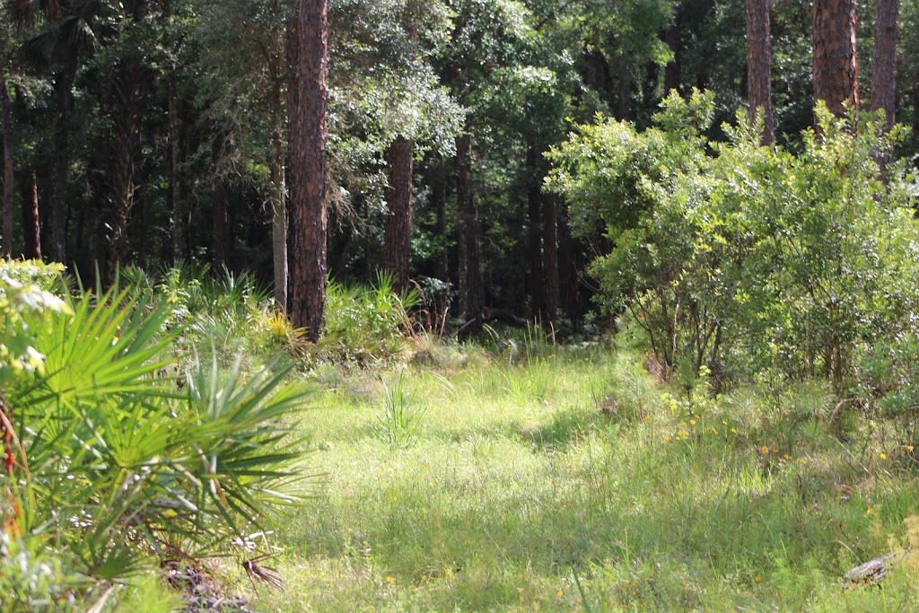 Flatwoods Park | 14302 Morris Bridge Rd, Thonotosassa, FL 33592, USA | Phone: (813) 987-6211