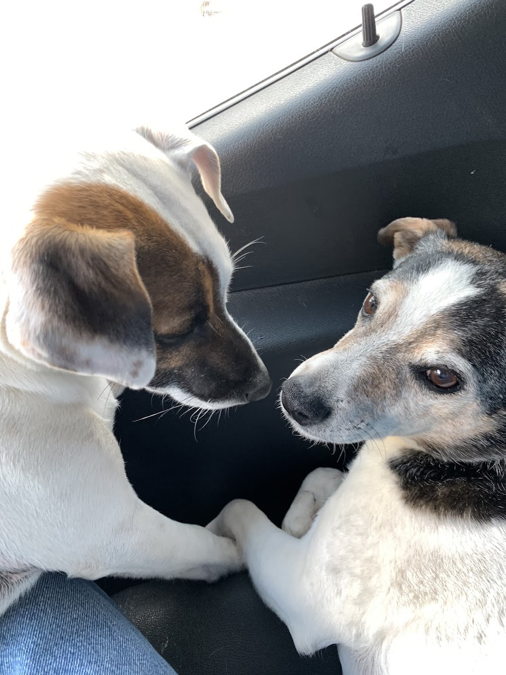 Dr. David Miller, Summit Equine Veterinary Services | 1745 N Hametown Rd, Akron, OH 44333, USA | Phone: (330) 666-7909