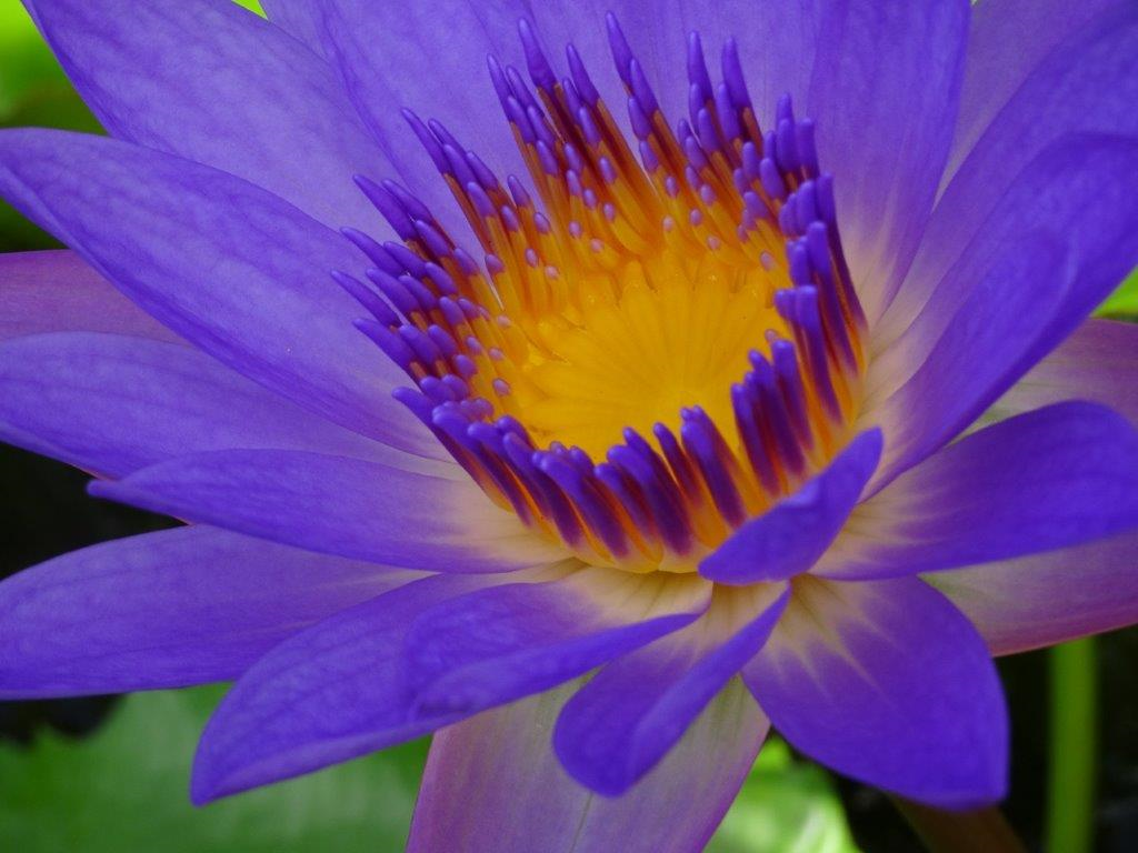 Wonderful Water Lilies | 5227 Box Turtle Cir, Sarasota, FL 34232, USA | Phone: (941) 378-9146