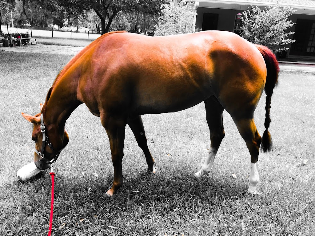 Russell Equine Sports Medicine | 29319 Hadlock Dr, Zephyrhills, FL 33544 | Phone: (813) 690-5596