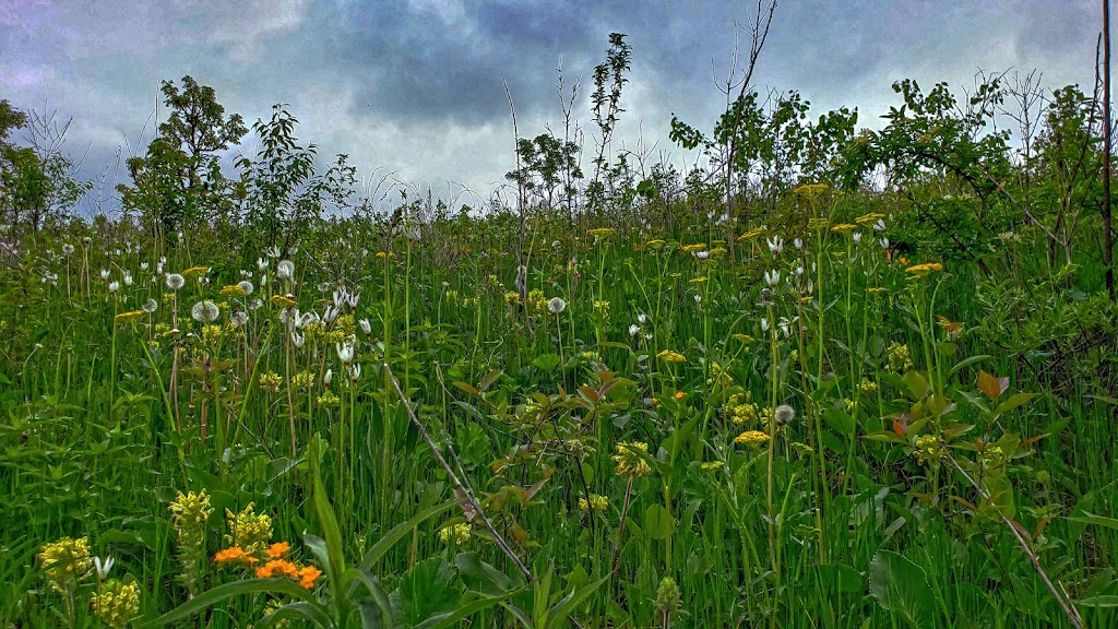 Empire Prairies Westport Drumlin State Natural Area | Waunakee, WI 53597, USA | Phone: (888) 936-7463