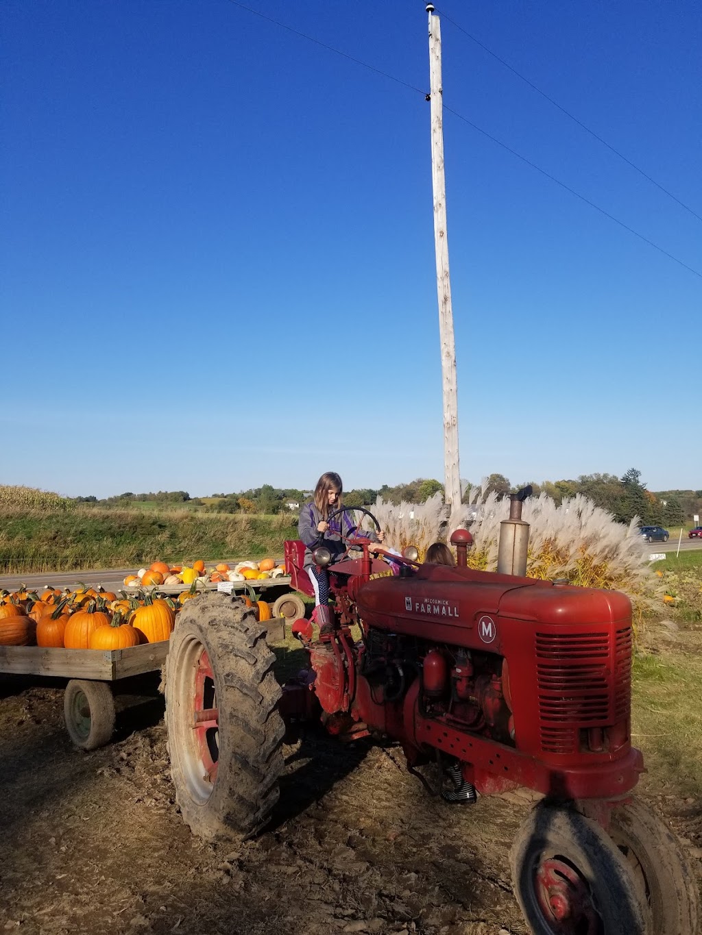 Knaptons Raspberries, Pumpkins & Orchard | 5695 Hwy 55, Rockford, MN 55373, USA | Phone: (763) 479-1184