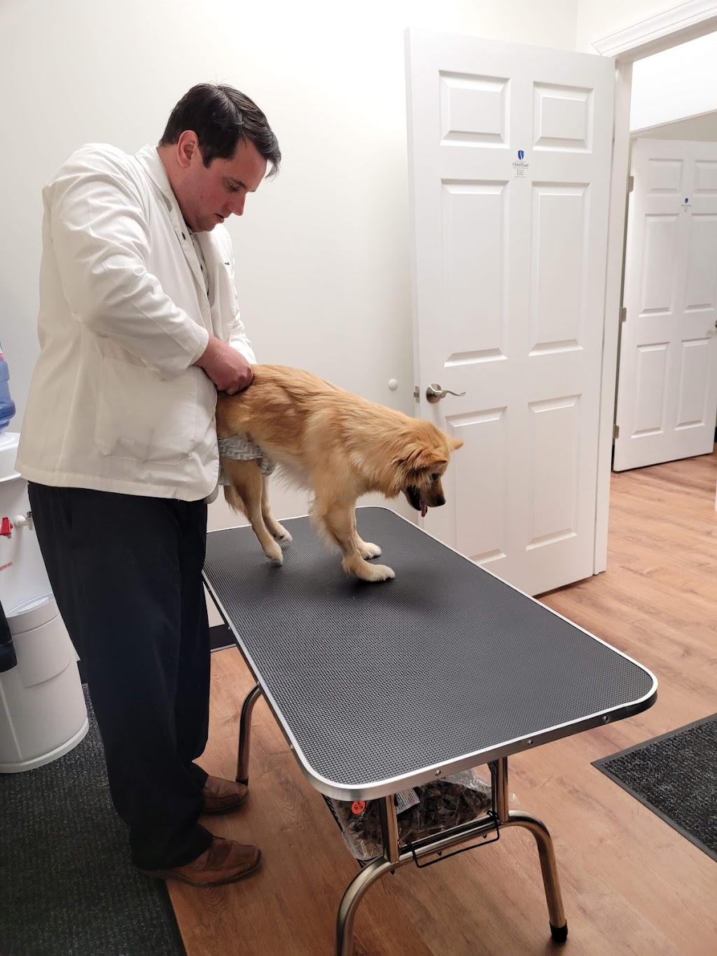 Canine Chiropractic Relief Care | 17 US-206, Stanhope, NJ 07874, USA | Phone: (973) 579-1921