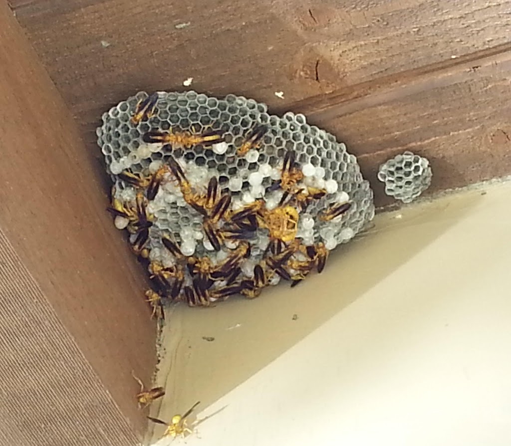 The Beehive Bee and Wasp Removal | 17828 N 10th Ave, Phoenix, AZ 85023, USA | Phone: (602) 600-5382