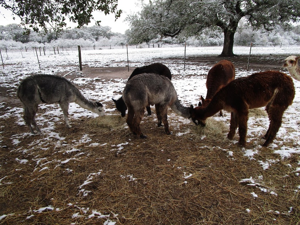 Shear Bliss Alpacas | 605 Silver Creek Rd, Sinton, TX 78387, USA | Phone: (361) 287-3643