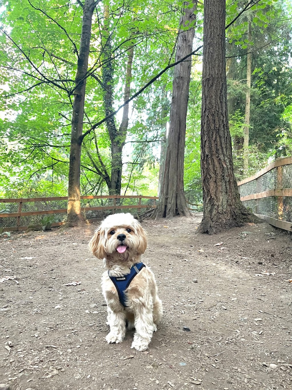 Edith Moulton Off Leash Area | 13634 108th Ave NE, Kirkland, WA 98034, USA | Phone: (425) 587-3300