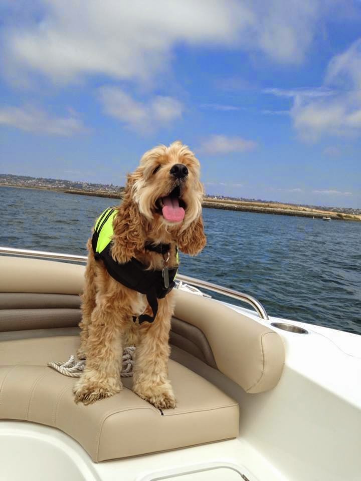Freedom Boat Club of San Diego | 2620A Ingraham St, San Diego, CA 92109, USA | Phone: (619) 905-4945
