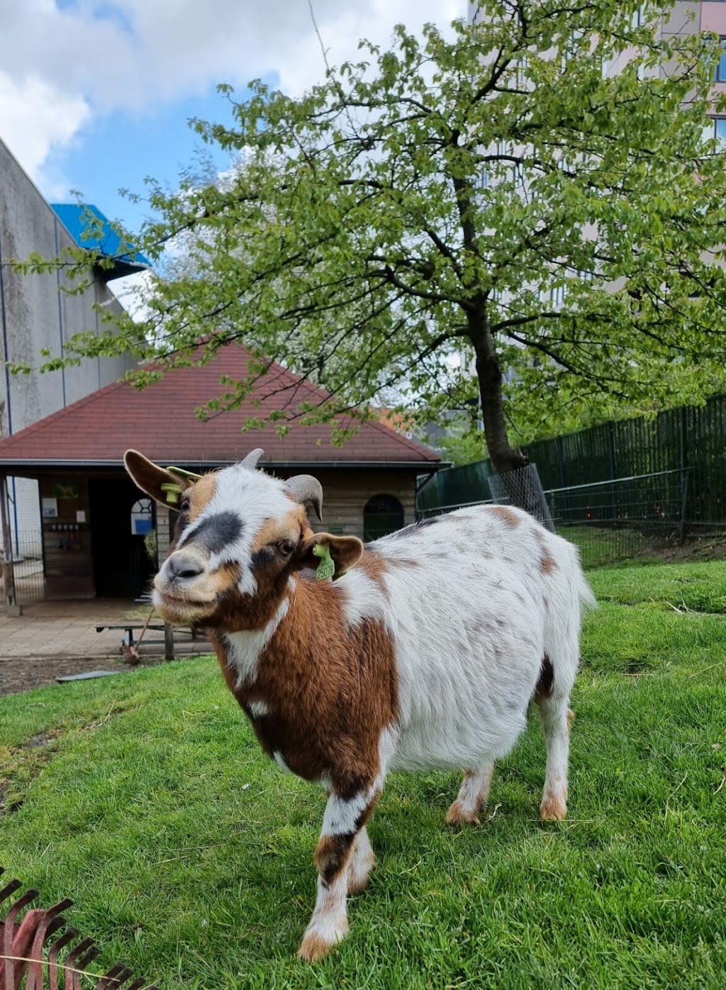 Kinderboerderij De Pijp | Lizzy Ansinghstraat 82, 1072 RD Amsterdam, Netherlands | Phone: 020 664 8303