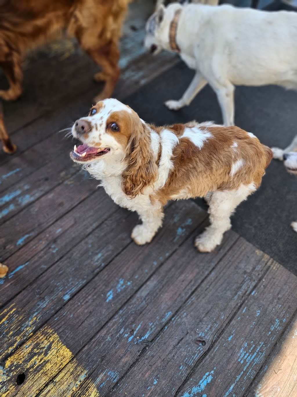 Wags and Whiskers Stay and Play | 900 Fort Mill Hwy, Indian Land, SC 29707, USA | Phone: (803) 548-3647 Wags and Whiskers Stay and Play | 900 Fort Mill Hwy, Indian Land, SC 29707, USA | Phone: (803) 548-3647