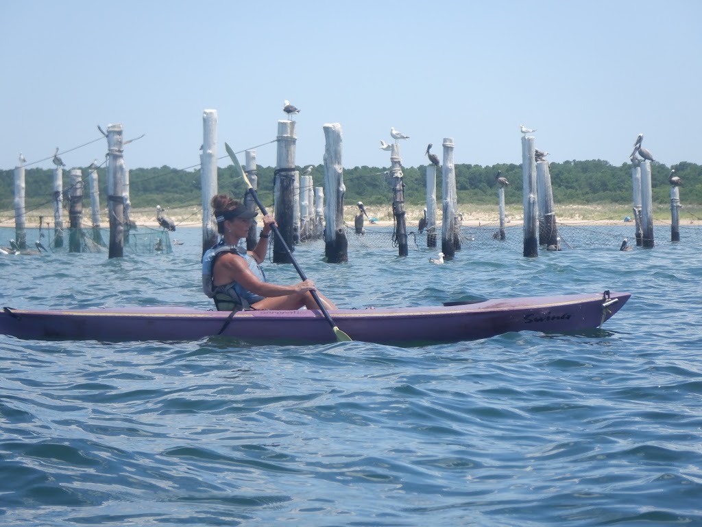 Kayak Nature Tours, Ltd | 89th St, Virginia Beach, VA 23451, USA | Phone: (757) 480-1999