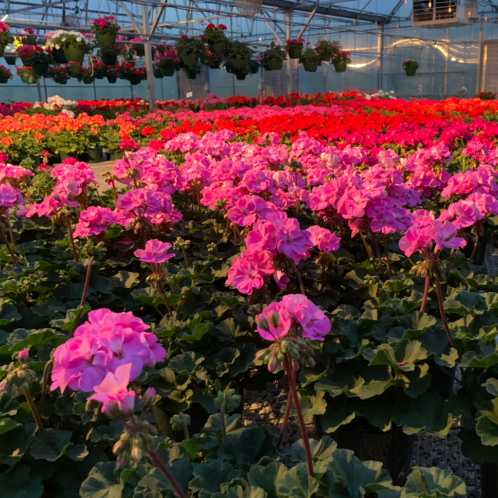 Sun Valley Gardens Greenhouse | 11345 S 216th St, Gretna, NE 68028, USA | Phone: (402) 332-5115