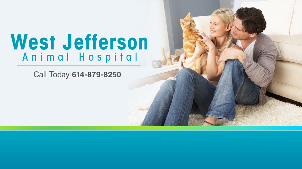 West Jefferson Animal Hospital | 121 E Main St, West Jefferson, OH 43162, USA | Phone: (614) 879-8250