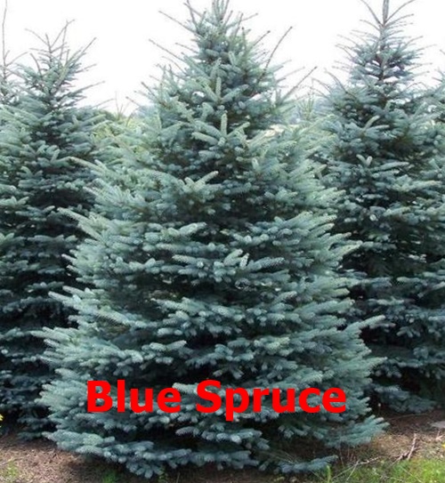 Ricks Christmas Trees | 401 Main St, Grafton, OH 44044, USA | Phone: (440) 346-7252