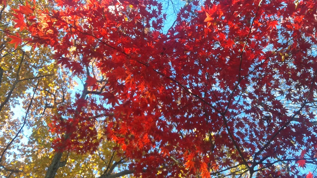 Adolescent Wellness, Inc. | 103 Old Colony Rd, Wellesley, MA 02481, USA | Phone: (781) 727-8617