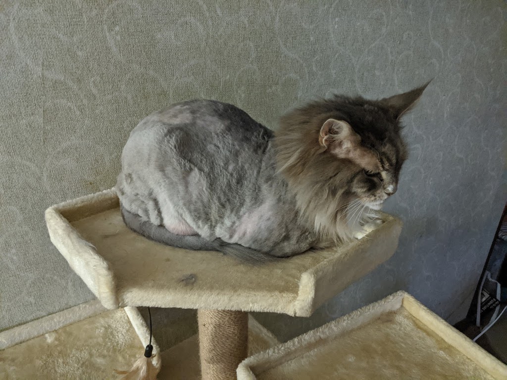 The Cats Meow Grooming & Suites | 6410 Nicollet Ave, Richfield, MN 55423, USA | Phone: (952) 582-4429