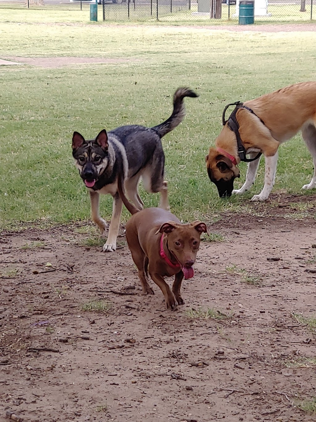 Canyon Run Dog Park at Mackenzie Park | 3801 Avenue B, Lubbock, TX 79404, USA | Phone: (806) 775-2687