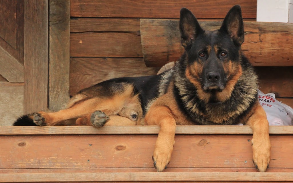 Cripple Creek German Shepherds | 672 Lawton Hollow Rd, Middleburgh, NY 12122, USA | Phone: (518) 827-4016