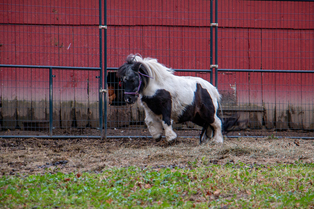 Shadow Hills Farm | 1546 Mahaffy Rd, Fort Edward, NY 12828, USA | Phone: (518) 232-7004