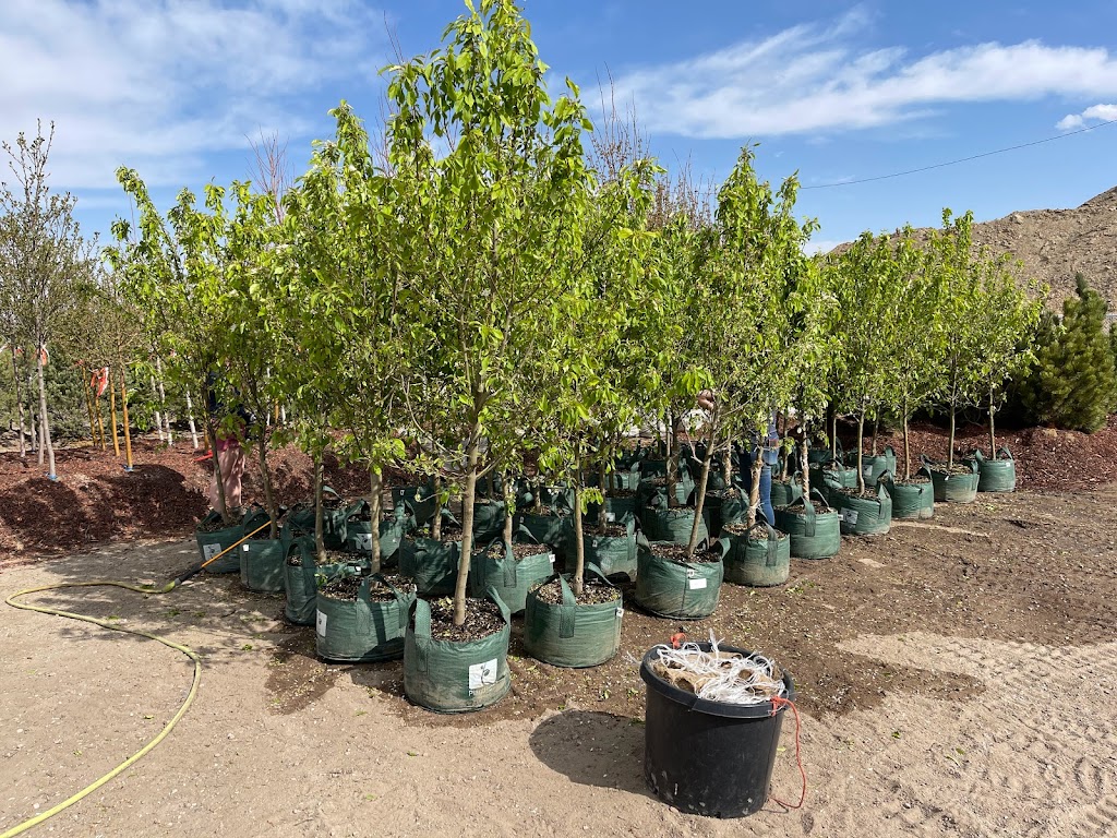 Heidrichs Colorado Tree Farm Nursery | 7440 Templeton Gap Rd, Colorado Springs, CO 80923, USA | Phone: (719) 598-8733