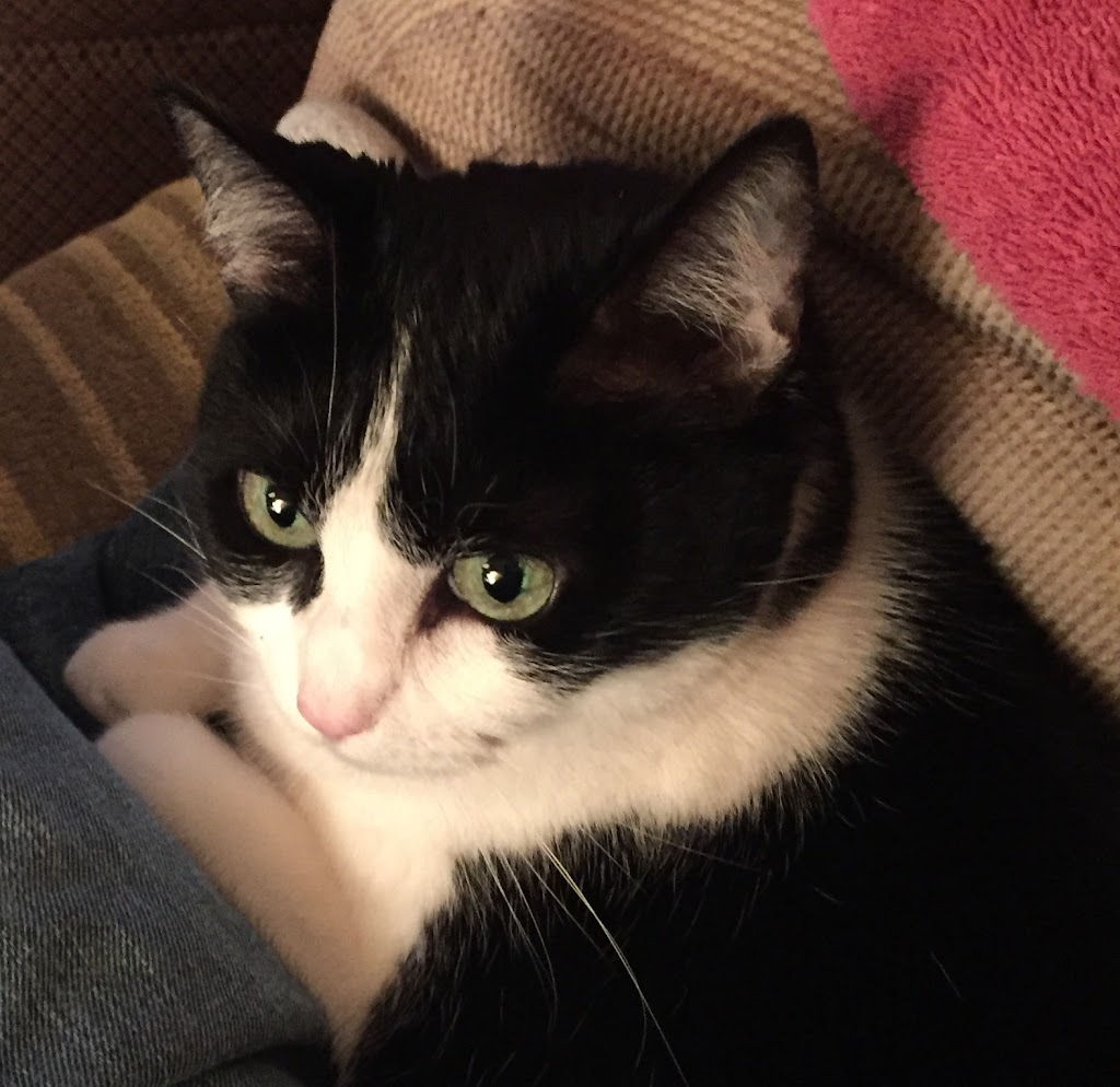 CareVet of Honor Heights | 4011 W Okmulgee Ave, Muskogee, OK 74401, USA | Phone: (918) 682-6652