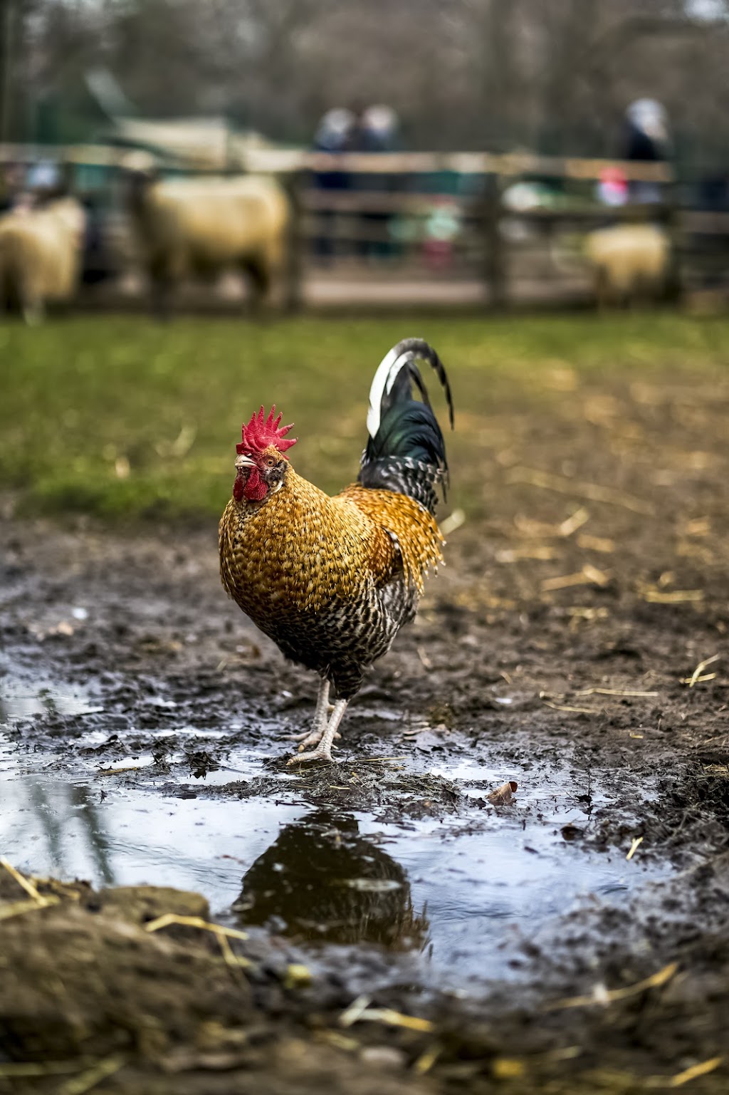 Childrens Farm on the Görlitz e.V. | Wiener Straße 59B, 10999 Berlin, Germany | Phone: 030 6117424