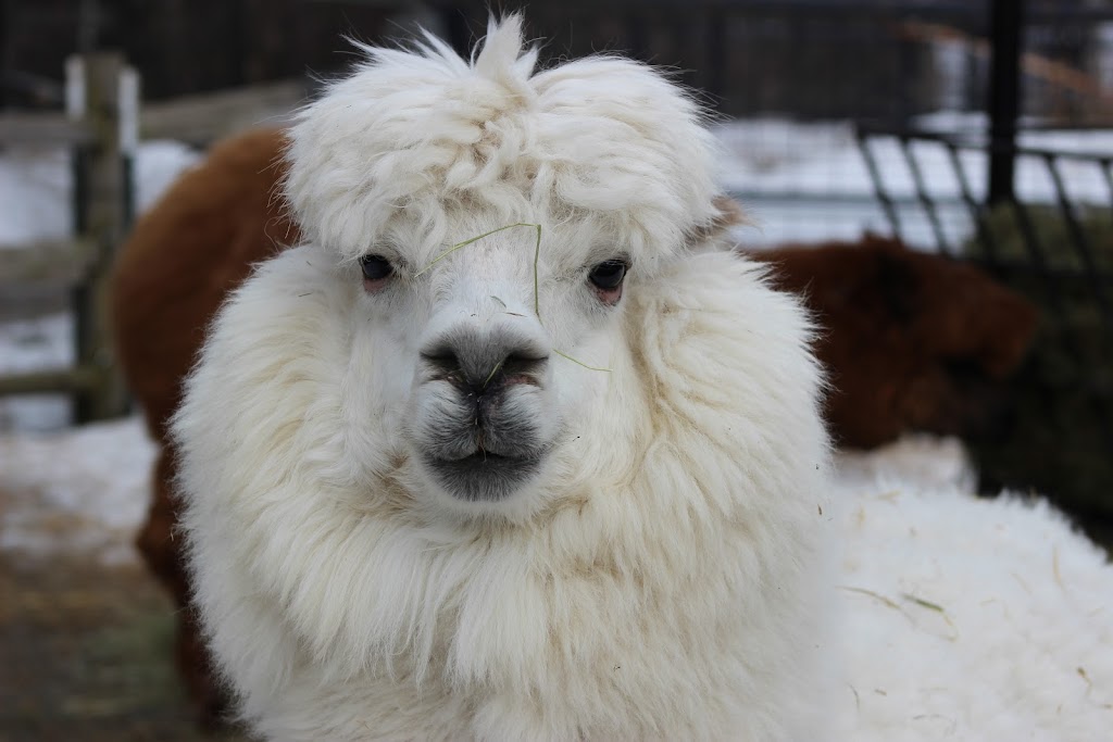 Alpaca Exhibit | 4731 OMalley Rd, Anchorage, AK 99507, USA | Phone: (907) 346-2133