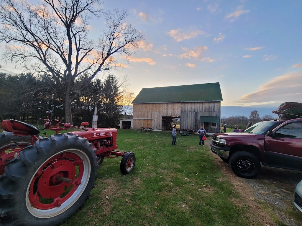 Pines & Needles Christmas Tree Farm | 12343 Winchester Rd, Ashville, OH 43103, USA | Phone: (740) 777-0983