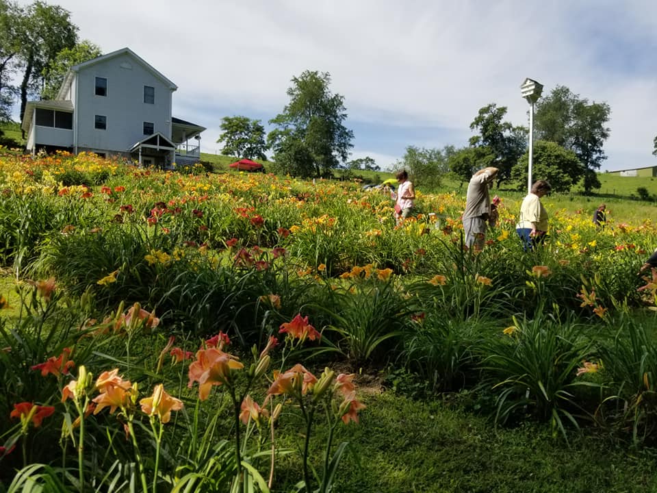 Daylily Valley Farm | 300 Tyro Rd, Baden, PA 15005, USA | Phone: (724) 876-0120