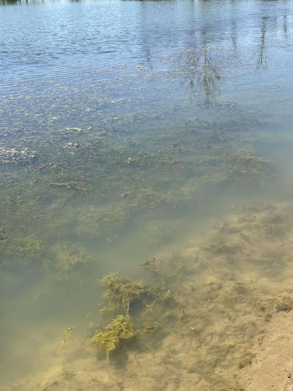 Bellus Aquatic Solutions | 9466 Moody Rd, Moores Hill, IN 47032, USA | Phone: (513) 283-3205