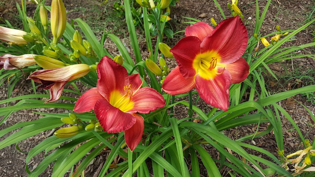 Coping Skills | 8657 Pocahontas Trail, Williamsburg, VA 23185, USA | Phone: (757) 528-6333