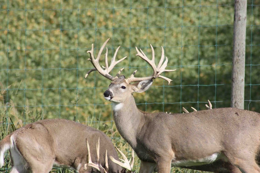 Autumn Wind Whitetails | 3031 E Hartman Rd, Columbia City, IN 46725, USA | Phone: (260) 403-0941