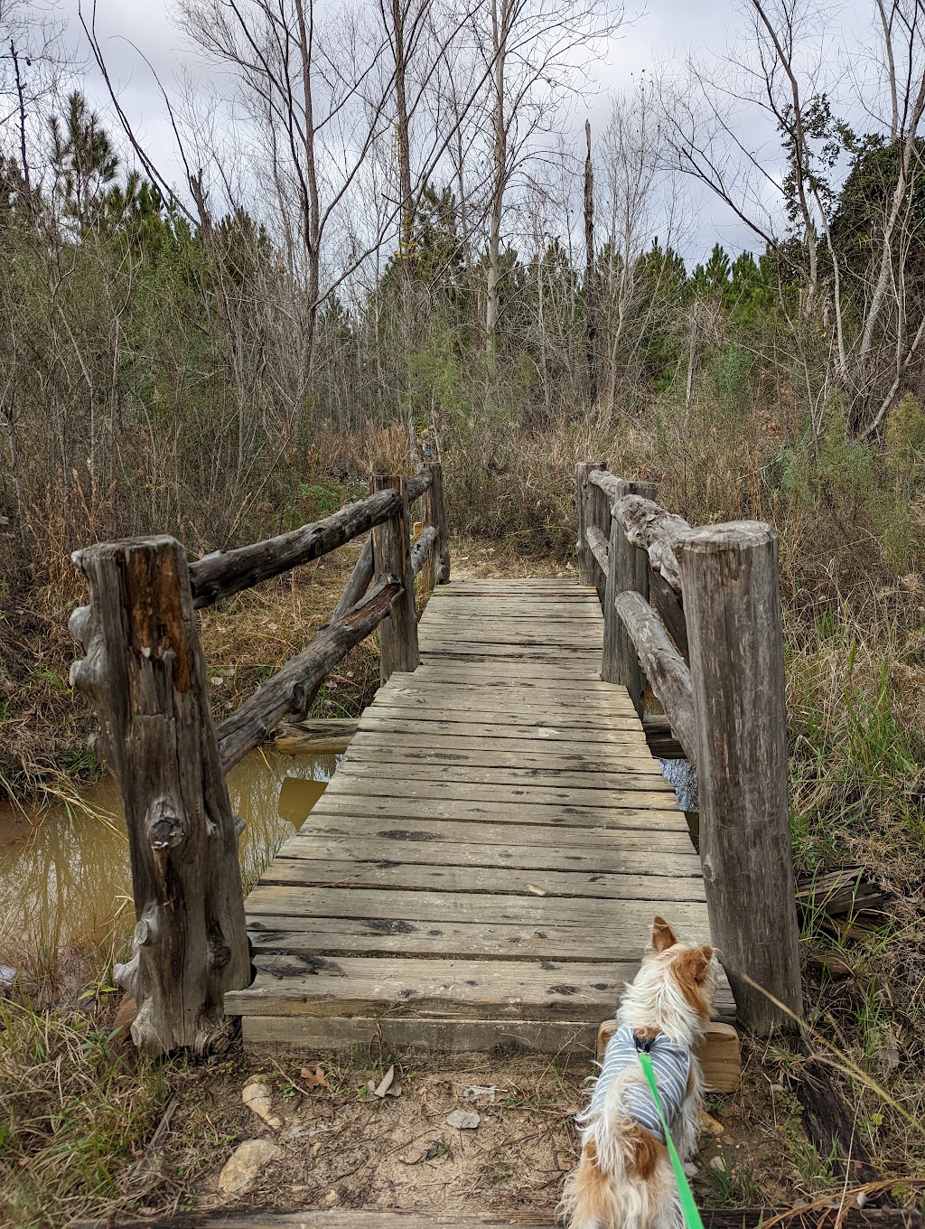 Bastrop State Park | 100 Park Road 1A, Bastrop, TX 78602, USA | Phone: (512) 321-2101