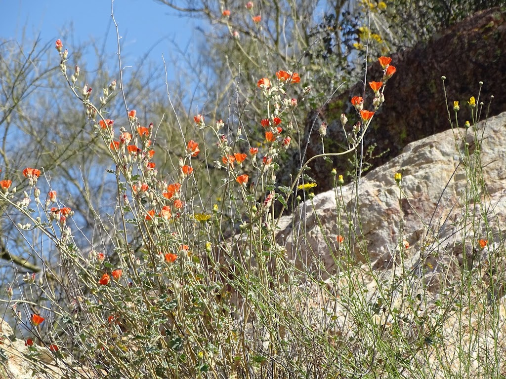 Cave Creek Regional Park | 37900 E Cave Creek Pkwy, Cave Creek, AZ 85331, USA | Phone: (623) 465-0431