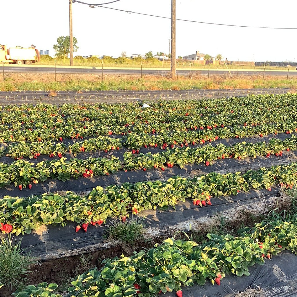 C&S Strawberry Patch | 9727 Elder Creek Rd, Sacramento, CA 95829, USA | Phone: (510) 944-4759