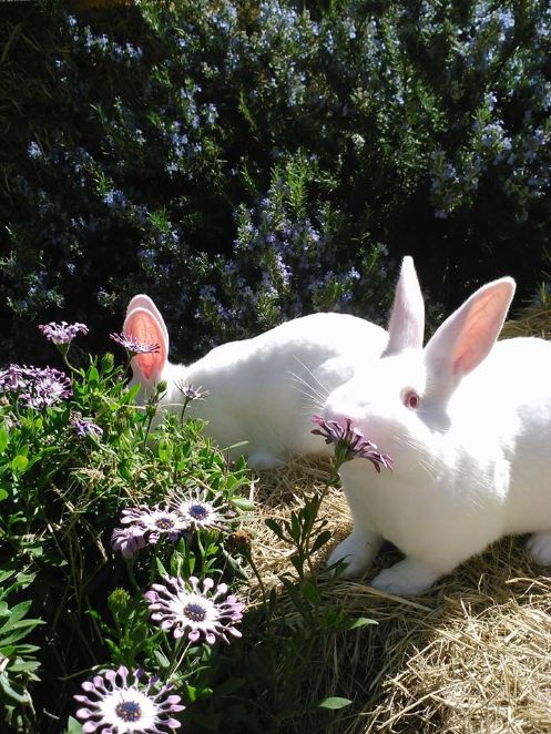 Corvus Farm - Regenerative Farming from Pescadero, California | 1701 Cabrillo Hwy, Pescadero, CA 94060, USA | Phone: (408) 402-1942
