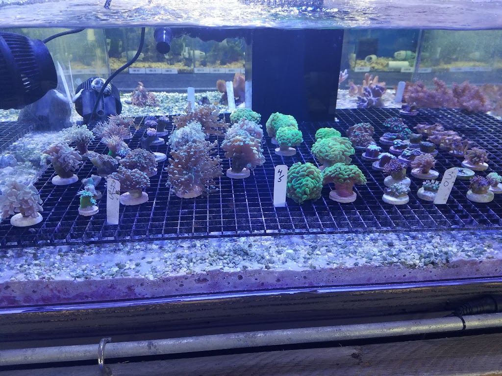 Crabbi Pattis Aquarium Shop | 1100 US-27 #1, Clermont, FL 34714, USA | Phone: (352) 404-8698 Crabbi Pattis Aquarium Shop | 1100 US-27 #1, Clermont, FL 34714, USA | Phone: (352) 404-8698