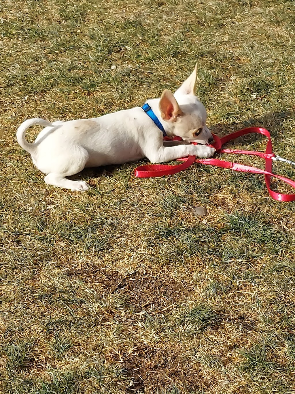 Hance Park Dog Park | 323 W Culver St, Phoenix, AZ 85003, USA | Phone: (602) 262-6011