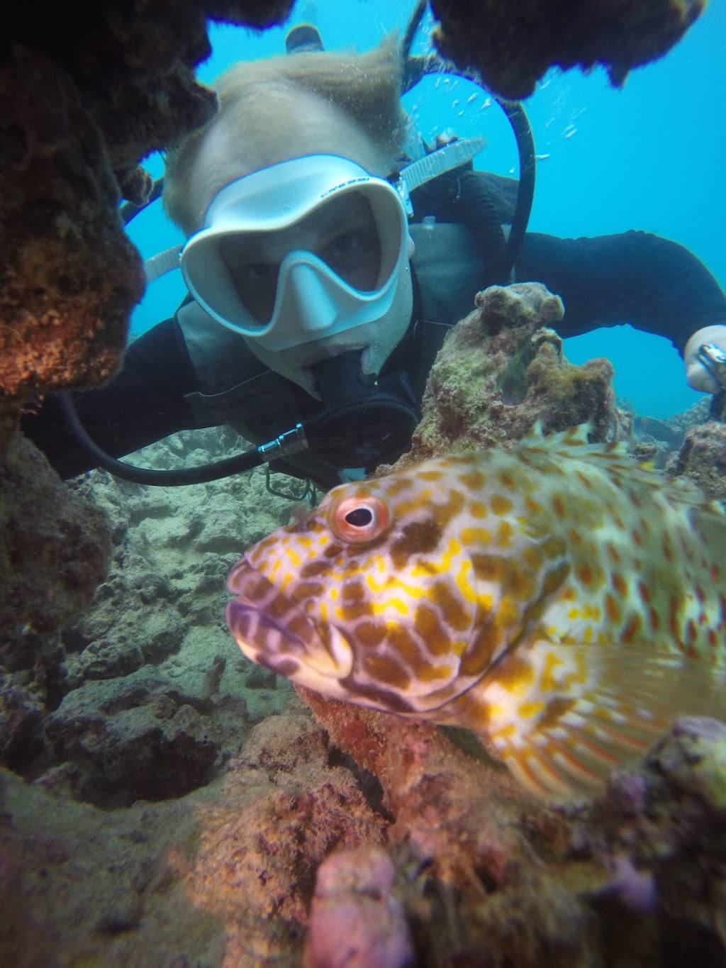 Oahu Diving | Kewalo Boat Harbor (*Not Dive Oahu*, Honolulu, HI 96814, USA | Phone: (808) 721-4210