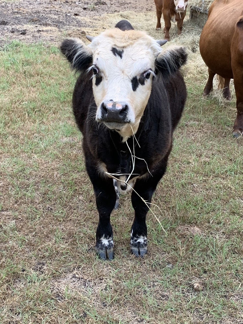 DCT Farms | 905 S Cockrell Hill Rd, Ovilla, TX 75154, USA | Phone: (972) 765-4269