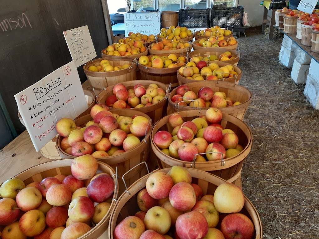 Phils U-Pick Apple Orchard | 760 N 500 W, Huntington, IN 46750, USA | Phone: (260) 388-1832