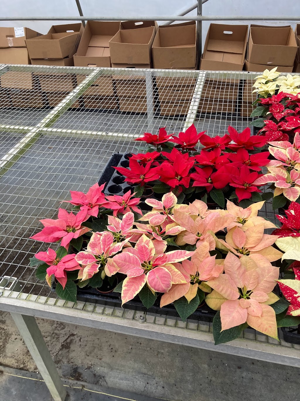 Hill Country African Violets and Nursery | 32005 I. H. 10 West, Boerne, TX 78006, USA | Phone: (830) 249-2614