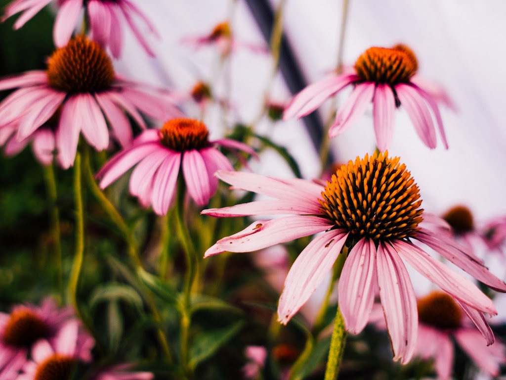 Purple Sage Farms | 11981 Bullock Rd, Middleton, ID 83644, USA | Phone: (208) 585-6140