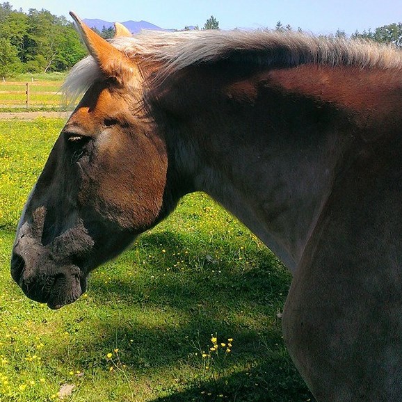 Shamrock Equine Therapy | 12533 Reiner Rd, Monroe, WA 98272, USA | Phone: (425) 770-1117