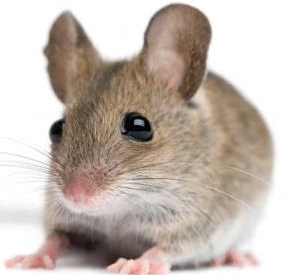 Tom Samples Pest Control | 110 Couch Ct, Springtown, TX 76082, USA | Phone: (817) 915-2470