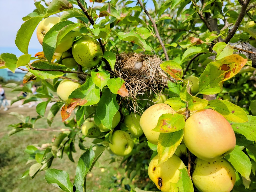 Wasem Fruit Farm | 6580 Judd Rd, Milan, MI 48160, USA | Phone: (734) 482-2342