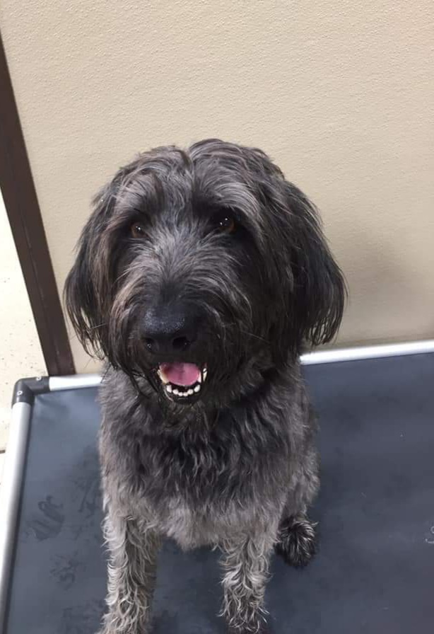 Pro-Groom | 935 Roseville Pkwy #110, Roseville, CA 95678, USA | Phone: (916) 782-4172